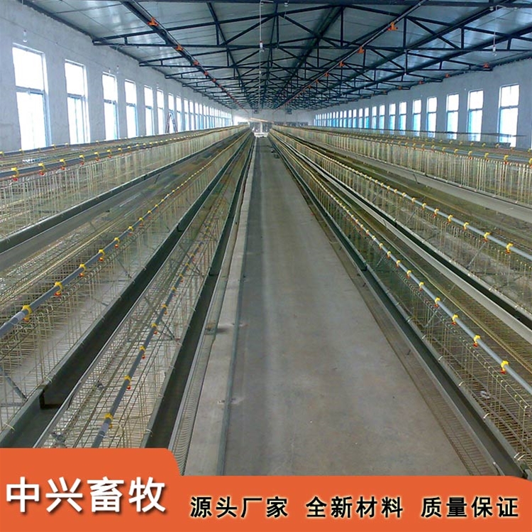 育雏育成鸡笼